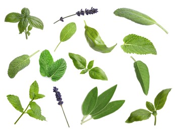 Image of Collection of different aromatic herbs on white background