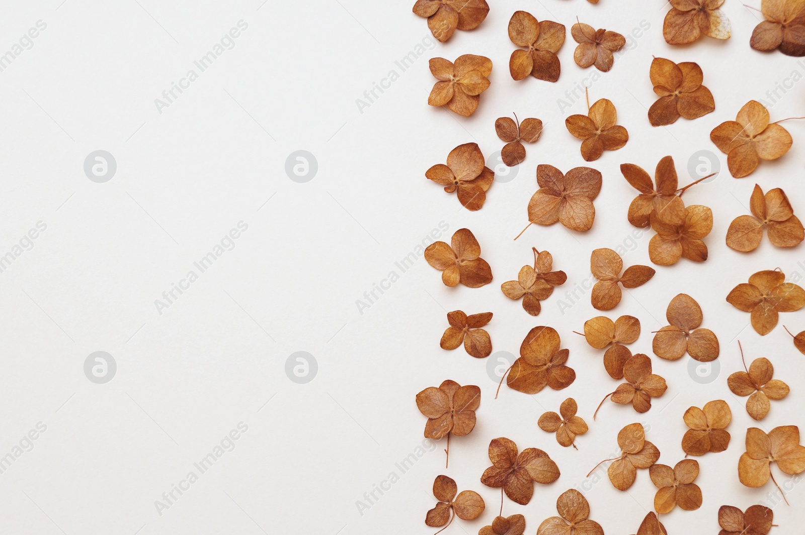 Photo of Beautiful dried hortensia flowers on beige background, flat lay. Space for text