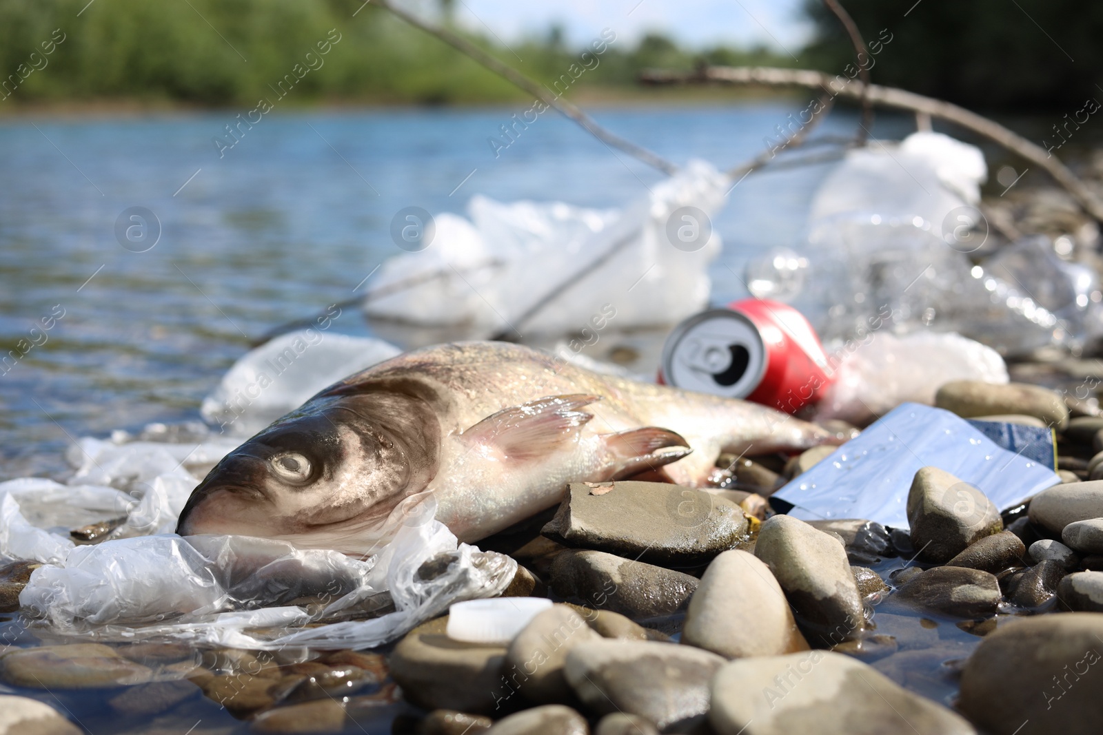 Photo of Dead fish among trash on stones near river. Environmental pollution concept