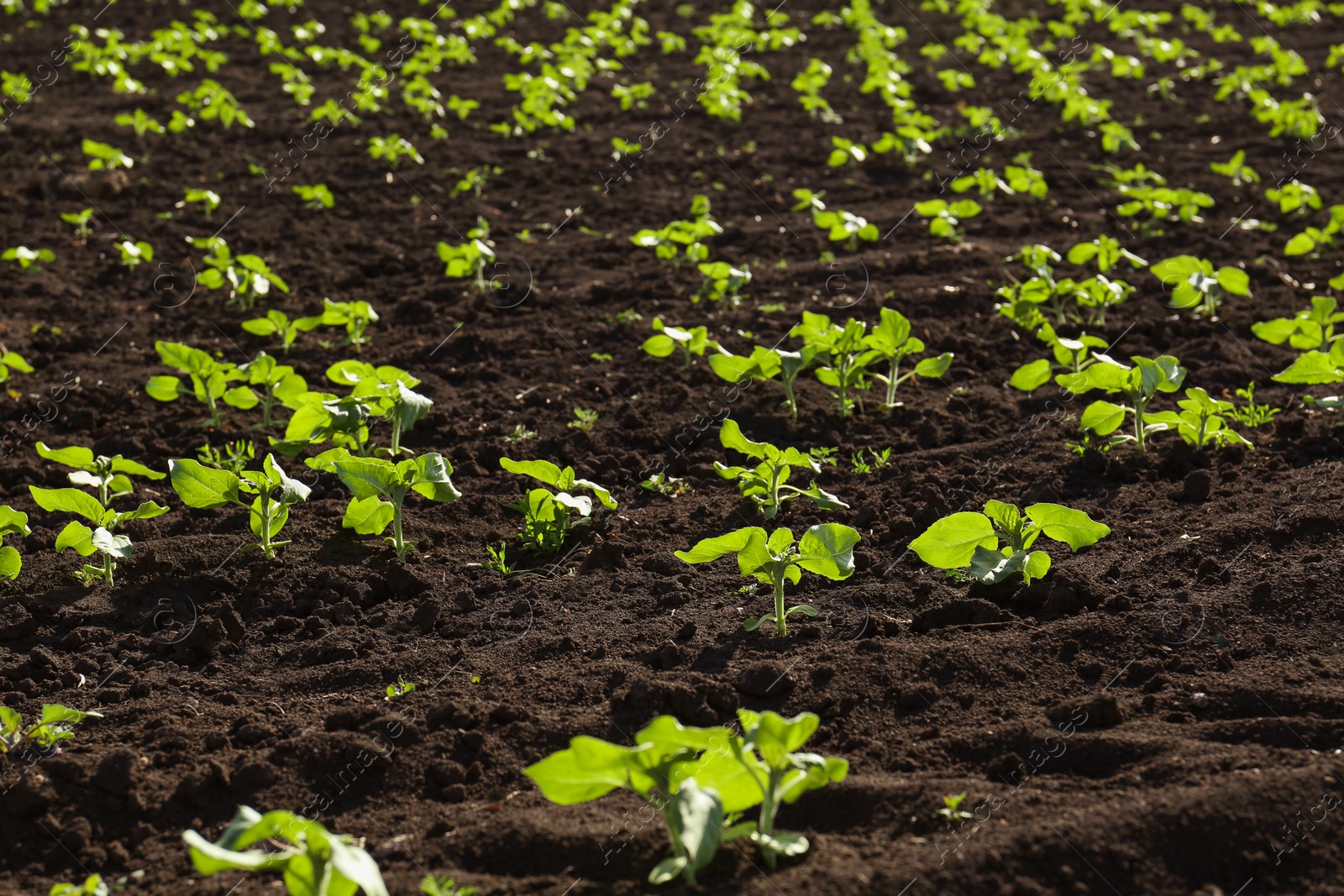 Photo of Agricultural field with sunflower seedlings on sunny day