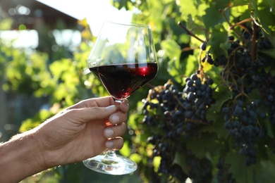 Man holding glass of wine in vineyard, closeup