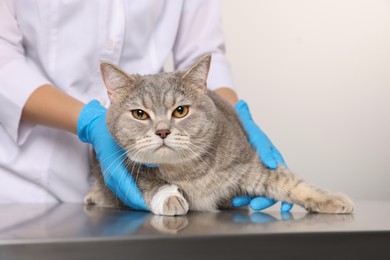 Photo of Veterinarian holding cute scottish straight cat with bandage on paw at table, closeup