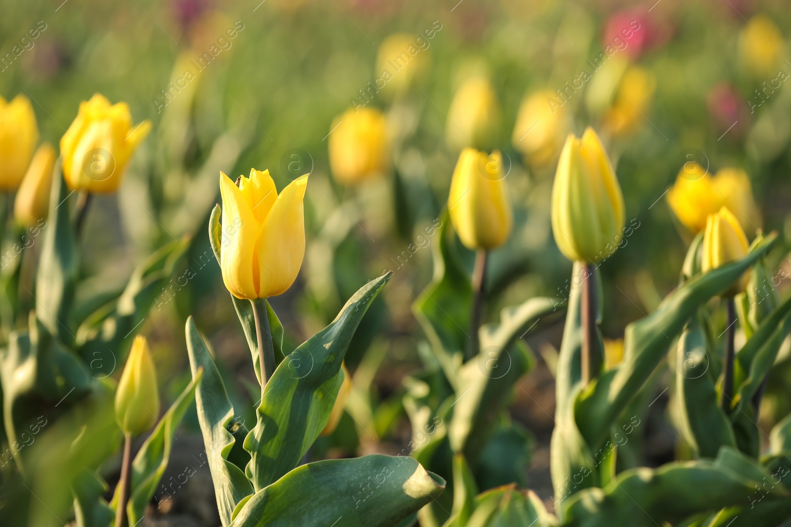 Photo of Field with fresh beautiful tulips. Blooming flowers