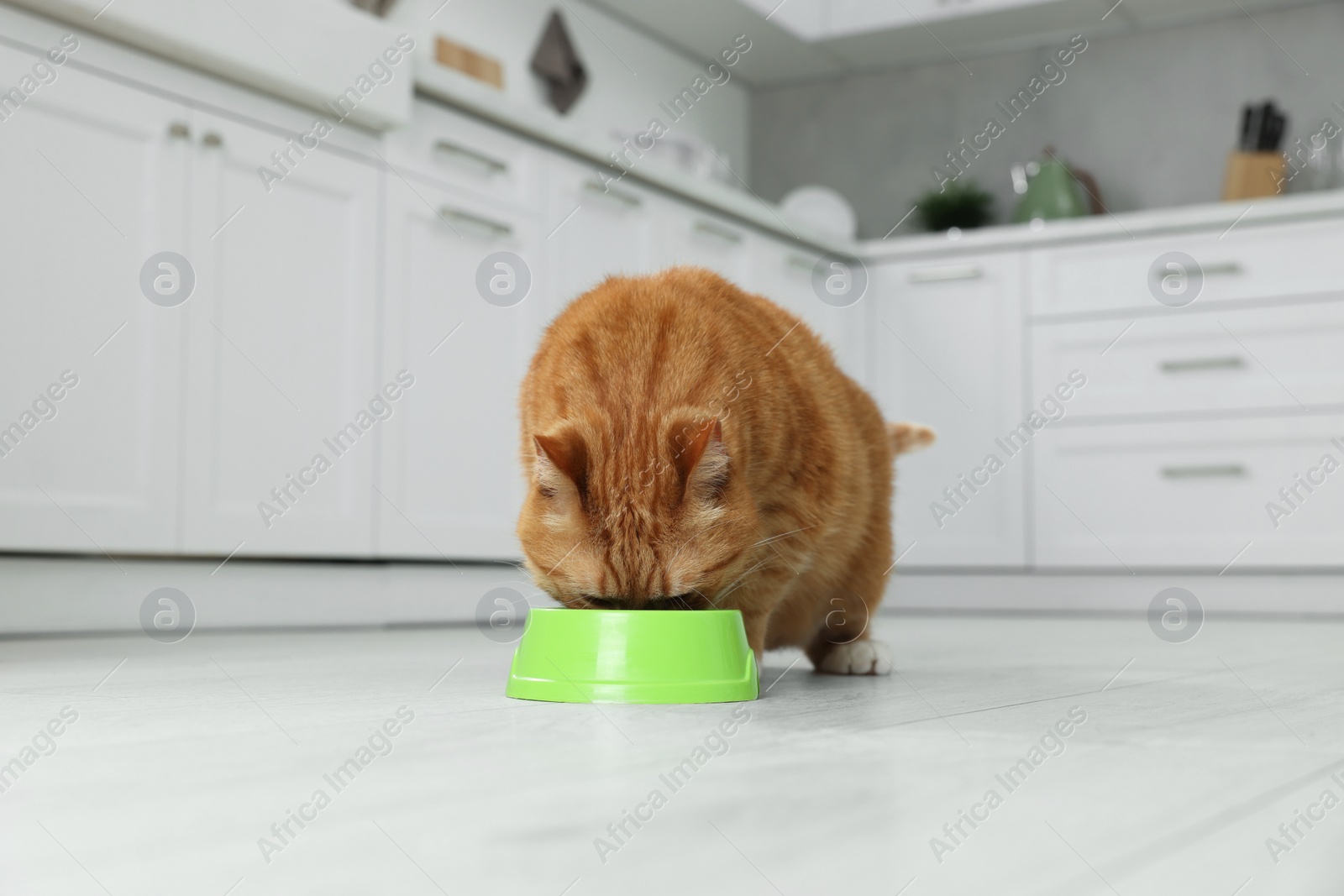 Photo of Cute ginger cat eating from feeding bowl at home