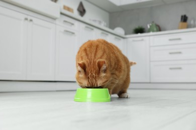 Cute ginger cat eating from feeding bowl at home