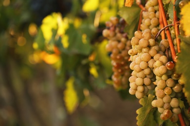 Fresh ripe juicy grapes growing on branches in vineyard