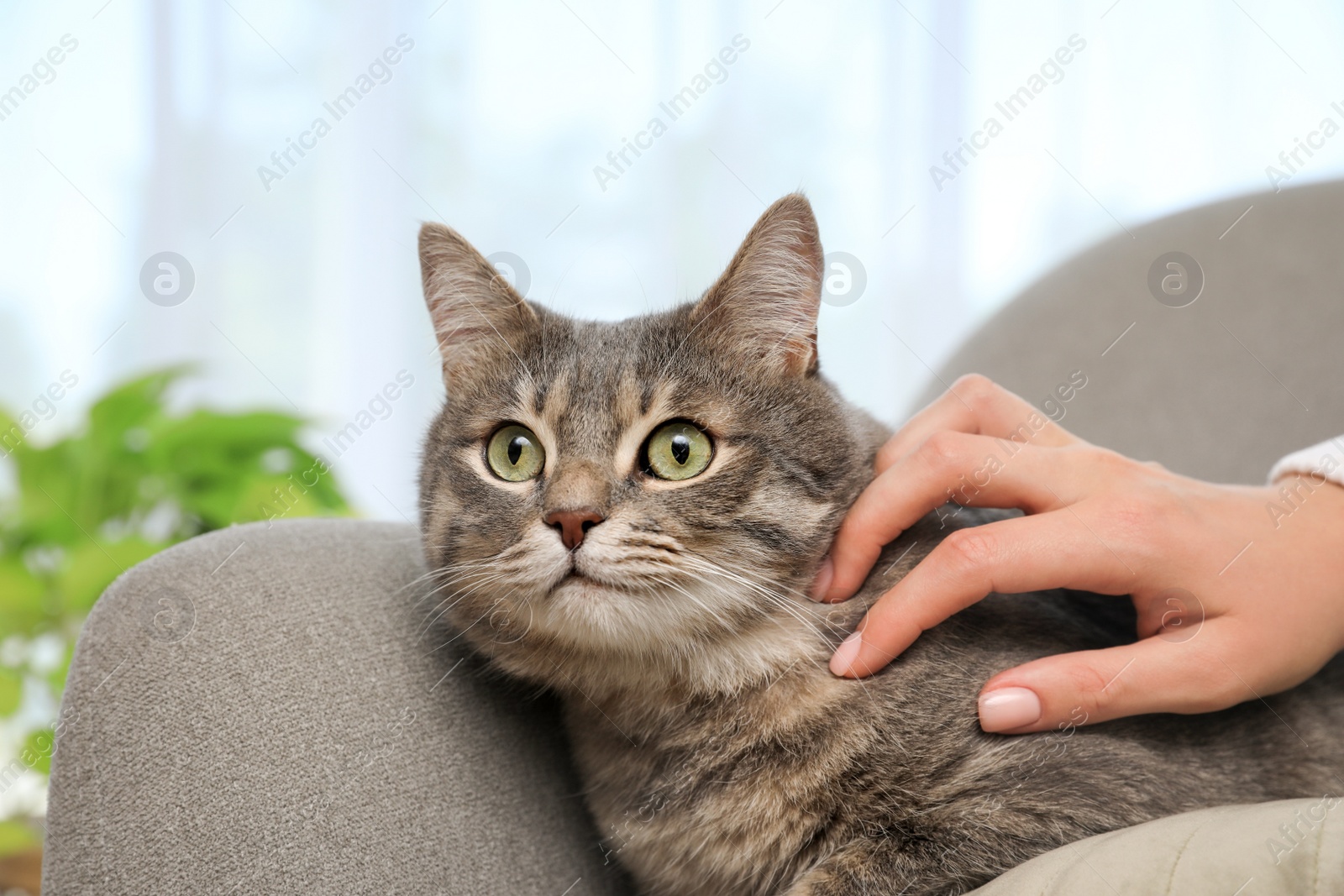 Photo of Woman stroking grey tabby cat at home, closeup. Cute pet