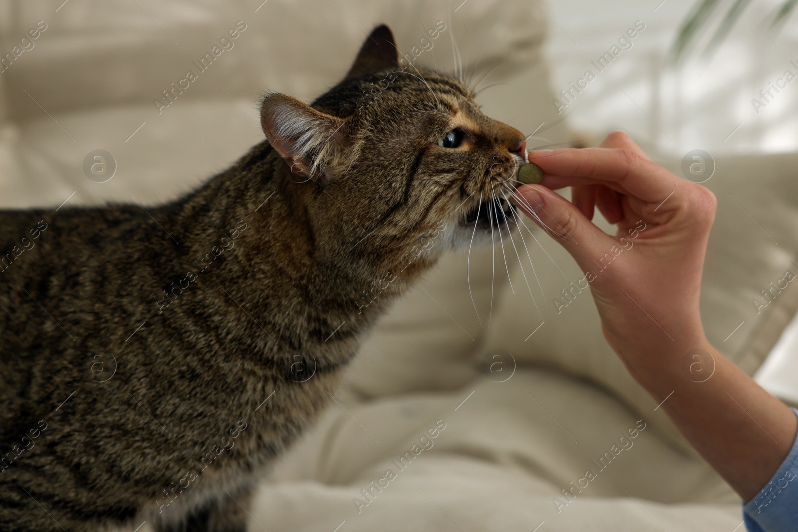 Photo of Woman giving pill to cute cat at home, closeup. Vitamins for animal