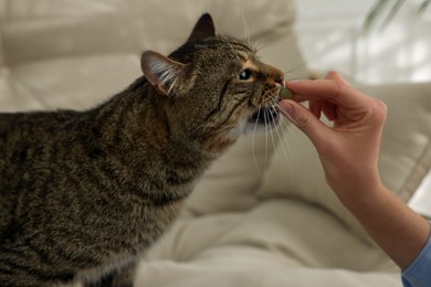 Photo of Woman giving pill to cute cat at home, closeup. Vitamins for animal