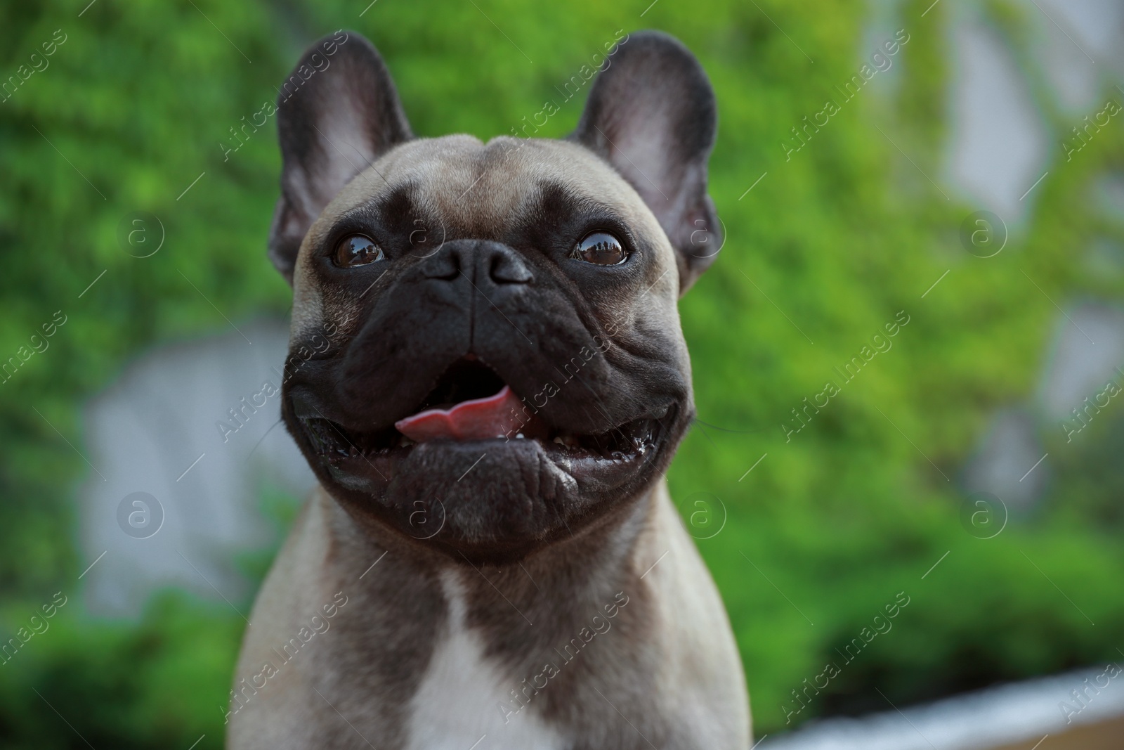 Photo of Cute French bulldog outdoors, closeup. Lovely pet