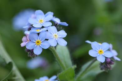 Photo of Beautiful forget-me-not flowers growing outdoors, closeup. Spring season