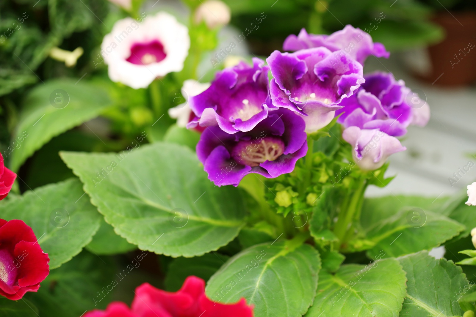 Photo of Beautiful blooming primula flowers, closeup. Tropical plant