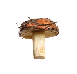 Photo of Fresh slippery jack mushroom isolated on white