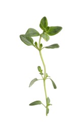 Aromatic green marjoram sprig isolated on white. Fresh herb