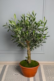 Photo of Olive tree in pot on floor near light grey wall. Interior design