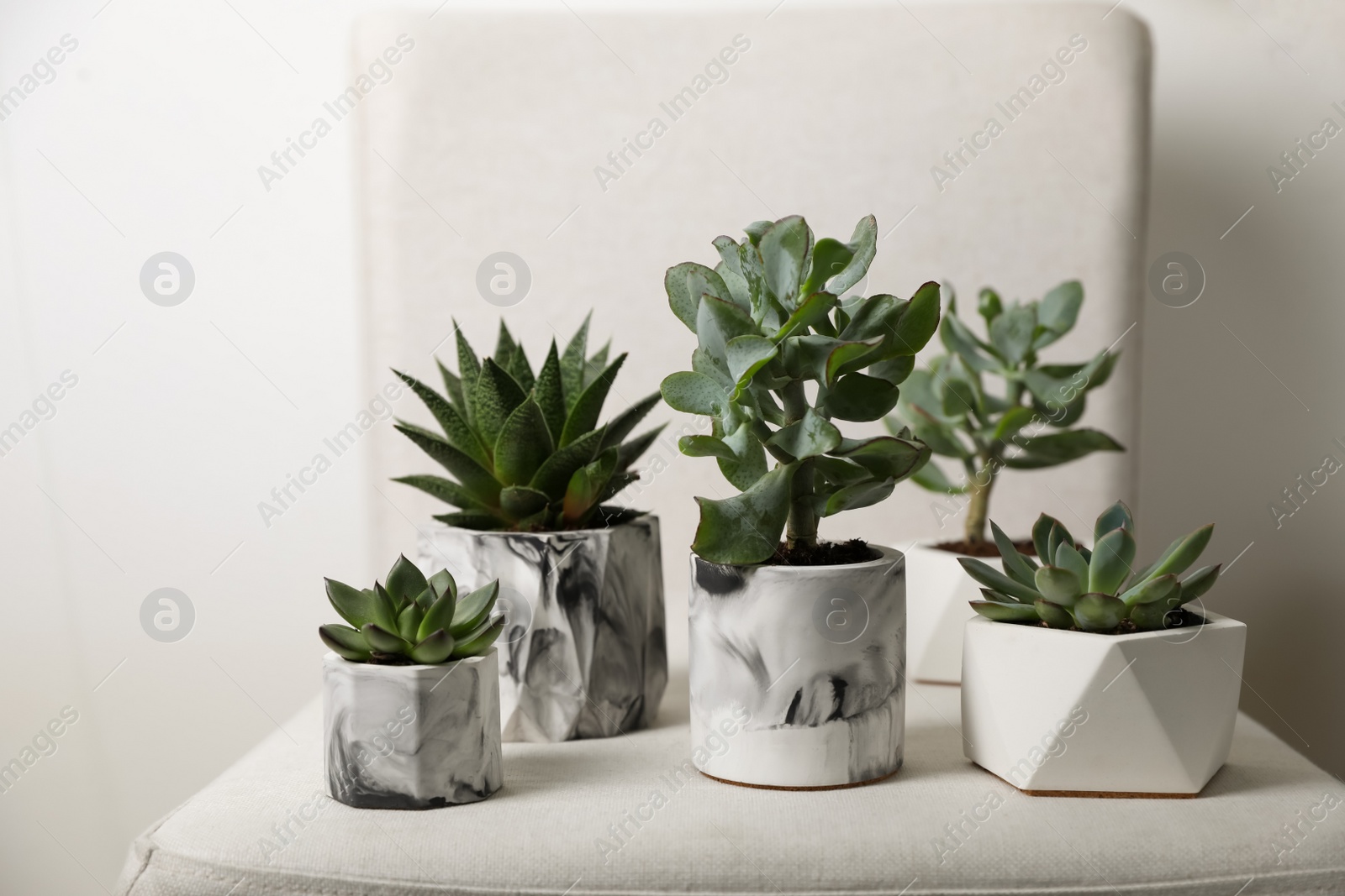 Photo of Beautiful succulents on chair indoors. Interior decoration