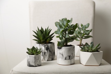 Beautiful succulents on chair indoors. Interior decoration