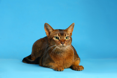 Photo of Beautiful Abyssinian cat on light blue background. Lovely pet