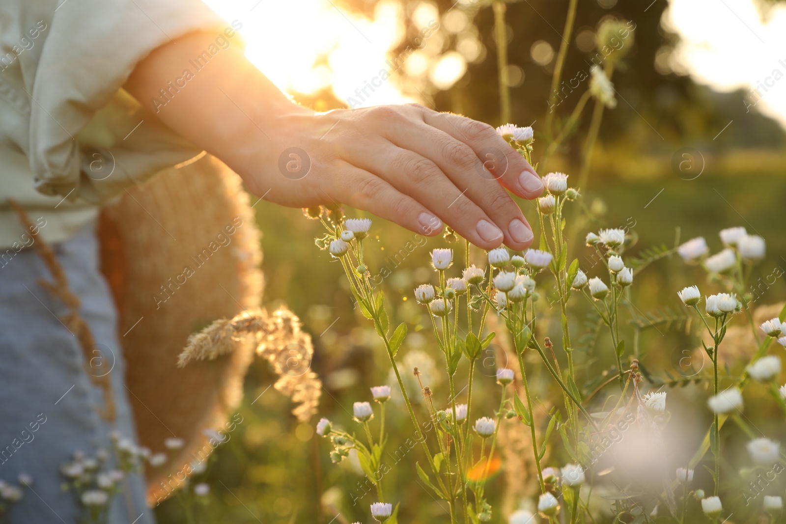 Photo of Woman walking through meadow and touching beautiful white flowers at sunset, closeup