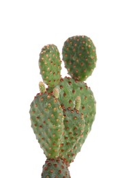 Photo of Beautiful green exotic cactus isolated on white