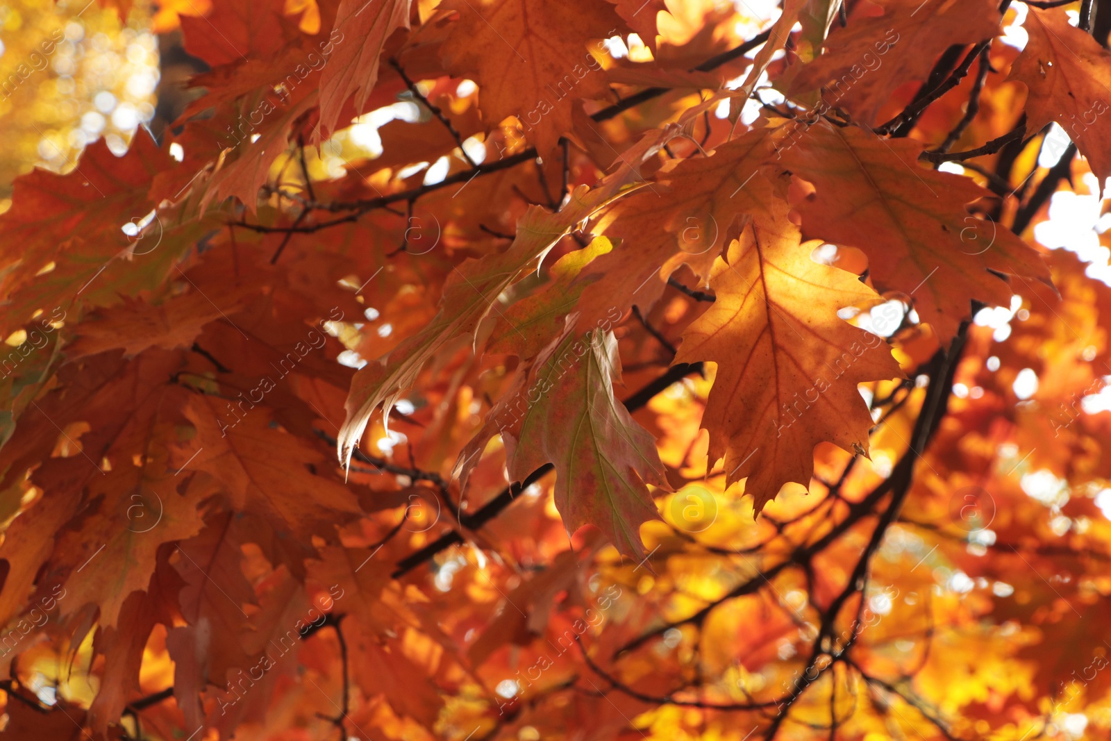 Photo of Beautiful trees with autumn leaves on sunny day