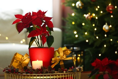 Photo of Potted poinsettia, burning candle and festive decor on coffee table in room, space for text. Christmas traditional flower
