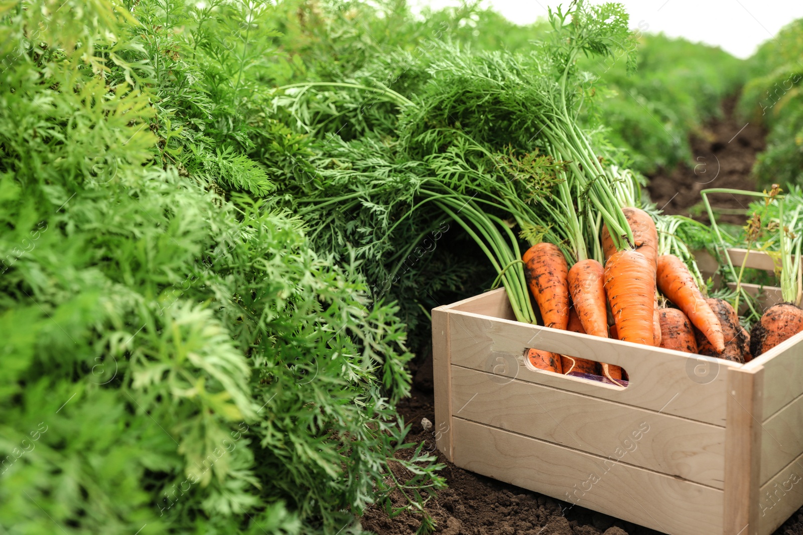 Photo of Wooden crate of fresh ripe carrots on field. Organic farming