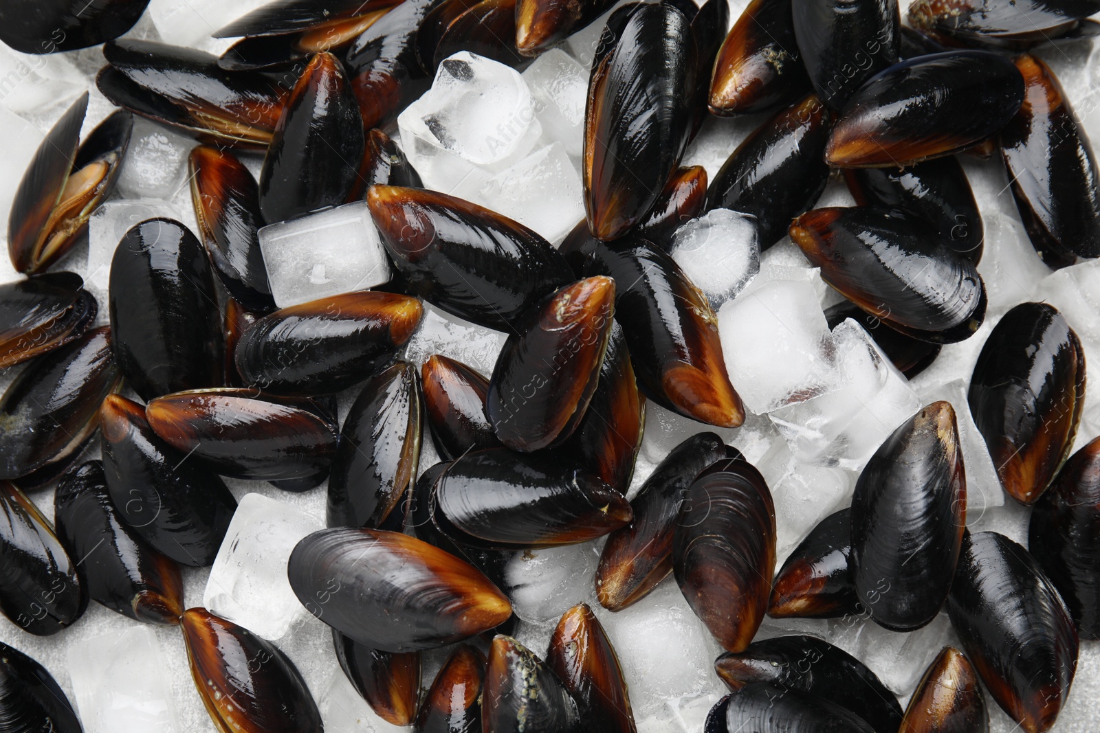 Photo of Raw mussels with ice as background, top view