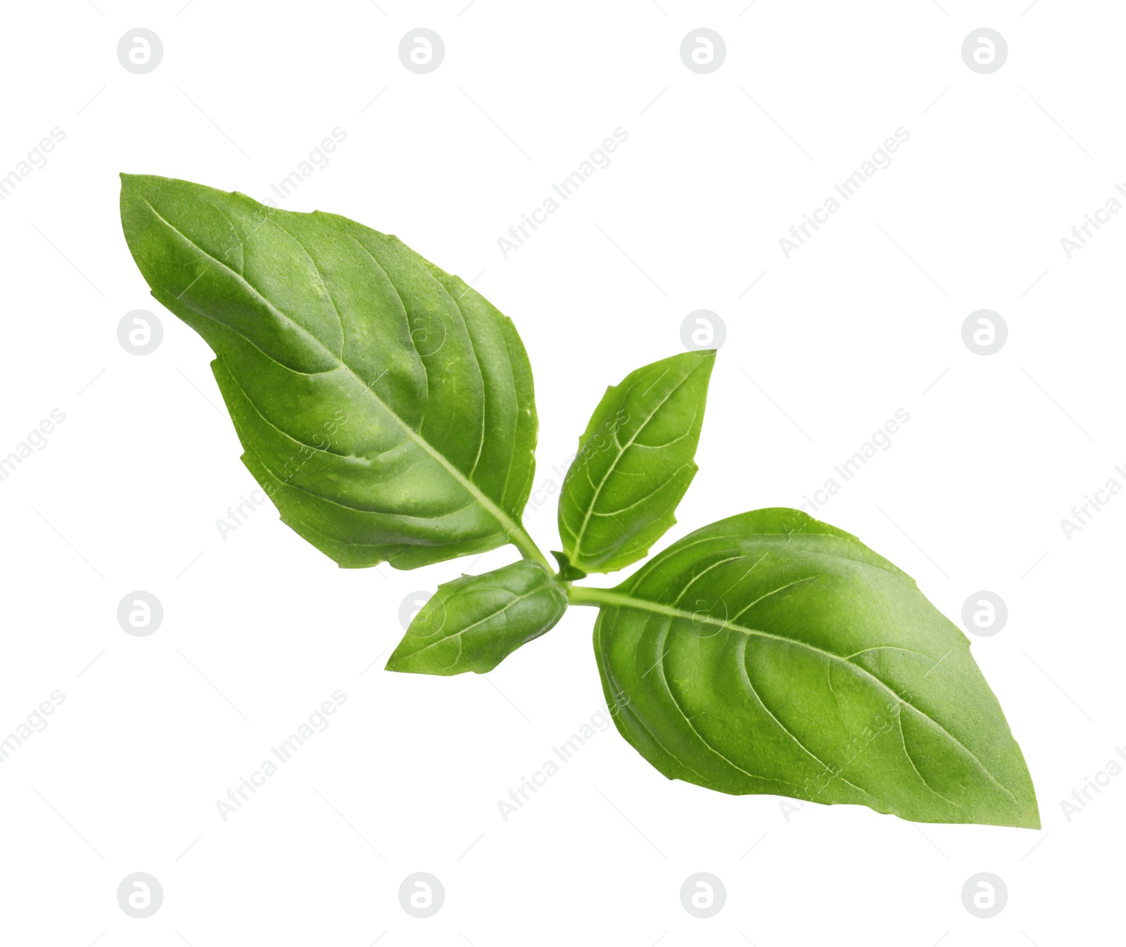 Photo of Aromatic green basil sprig isolated on white. Fresh herb