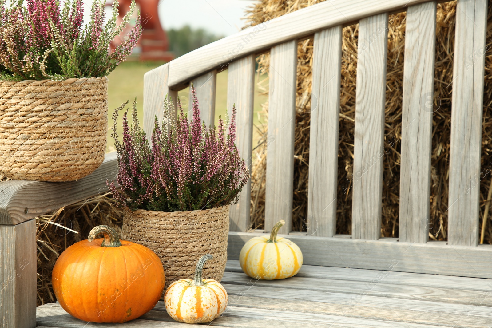 Photo of Beautiful heather flowers in pots and pumpkins on wooden bench outdoors, space for text