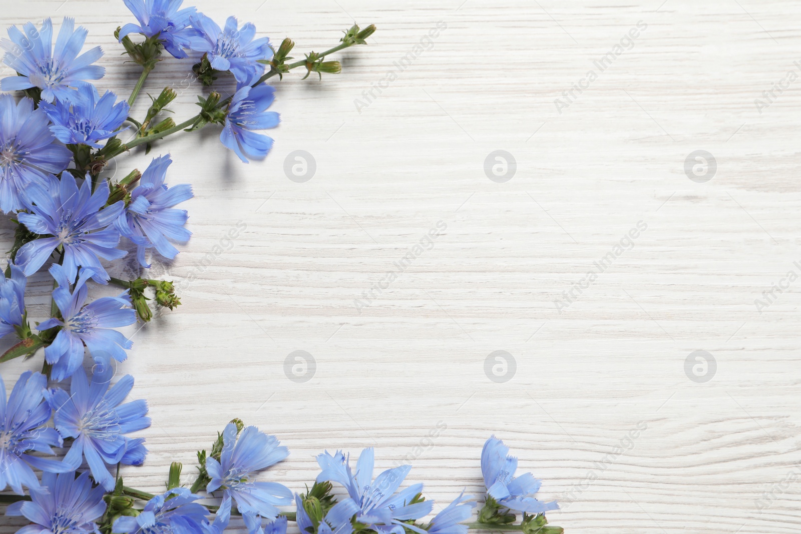 Photo of Beautiful chicory flowers on white wooden background, flat lay. Space for text