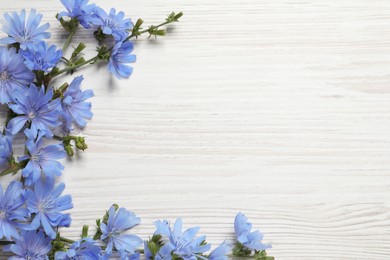 Photo of Beautiful chicory flowers on white wooden background, flat lay. Space for text
