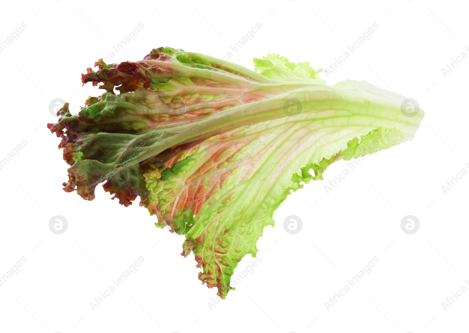 Photo of Leaf of fresh red coral lettuce isolated on white