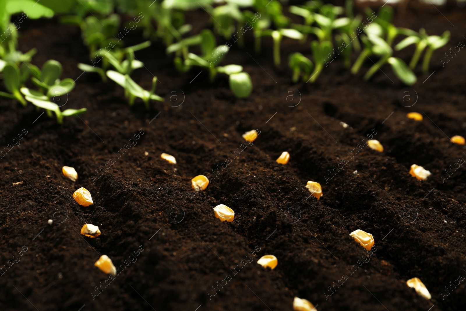 Photo of Corn seeds in fertile soil. Vegetables growing