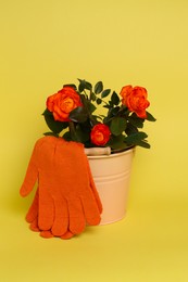 Gardening gloves and bucket with beautiful roses on yellow background