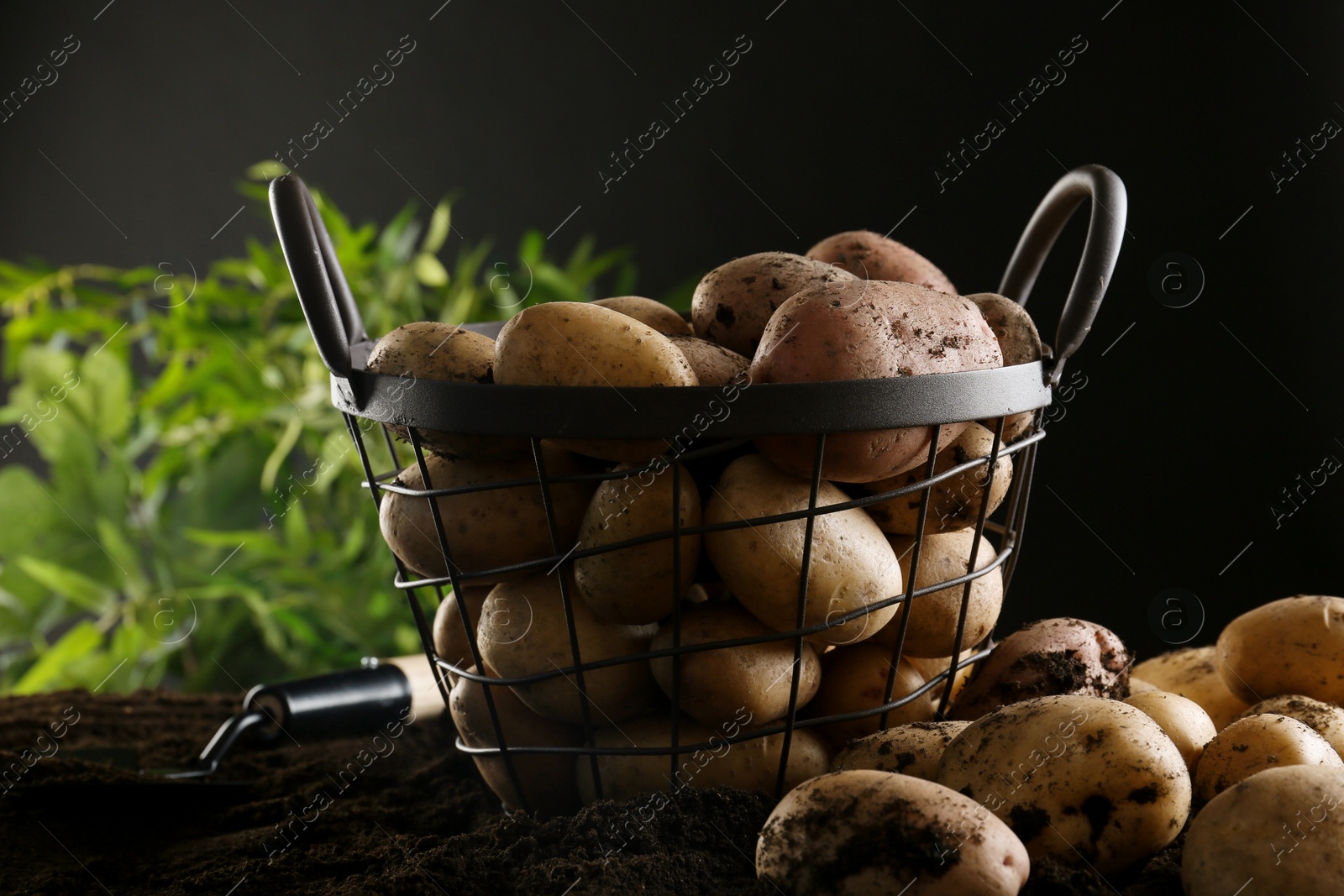 Photo of Fresh organic potatoes and shovel on soil