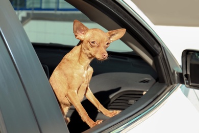 Cute toy terrier looking out of car window. Domestic dog