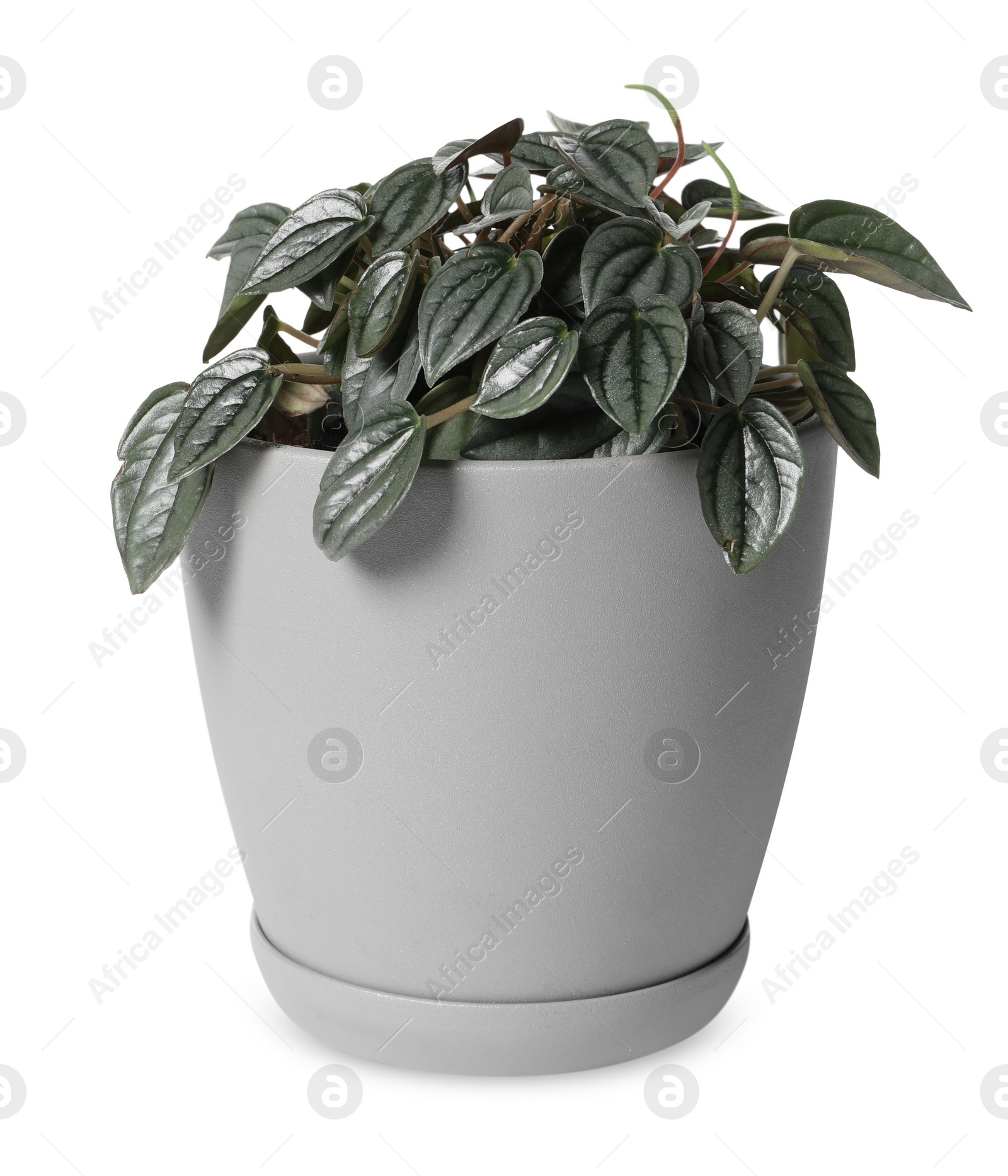 Photo of Pot with peperomia plant isolated on white. Home decor