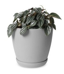 Pot with peperomia plant isolated on white. Home decor