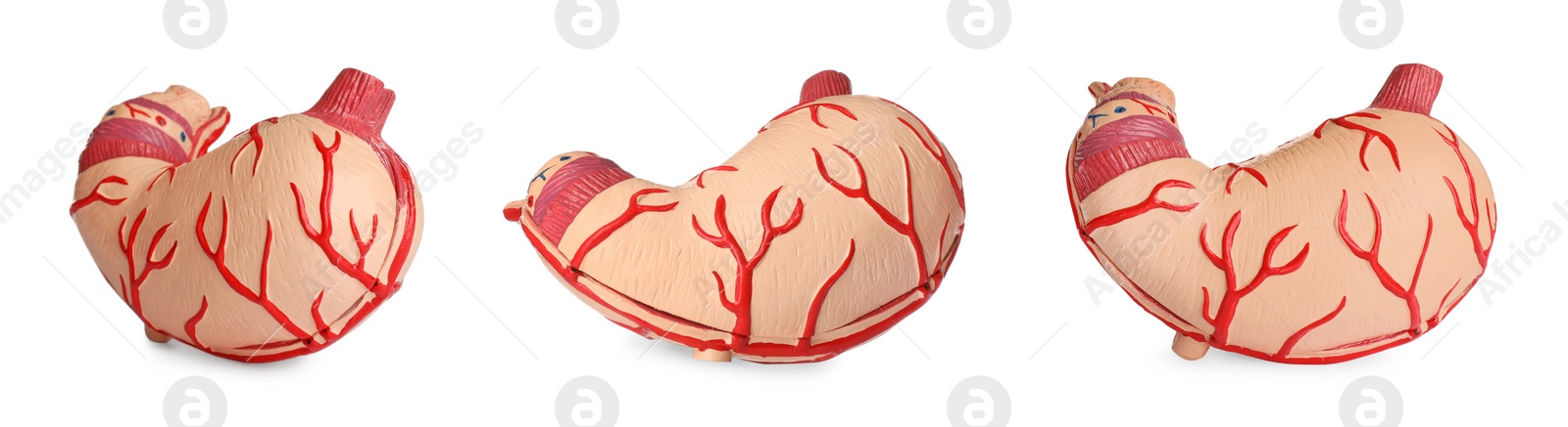 Image of Set with anatomical models of stomach on white background, banner design. Gastroenterology