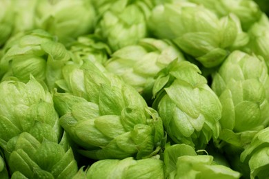 Photo of Fresh ripe green hops as background, closeup