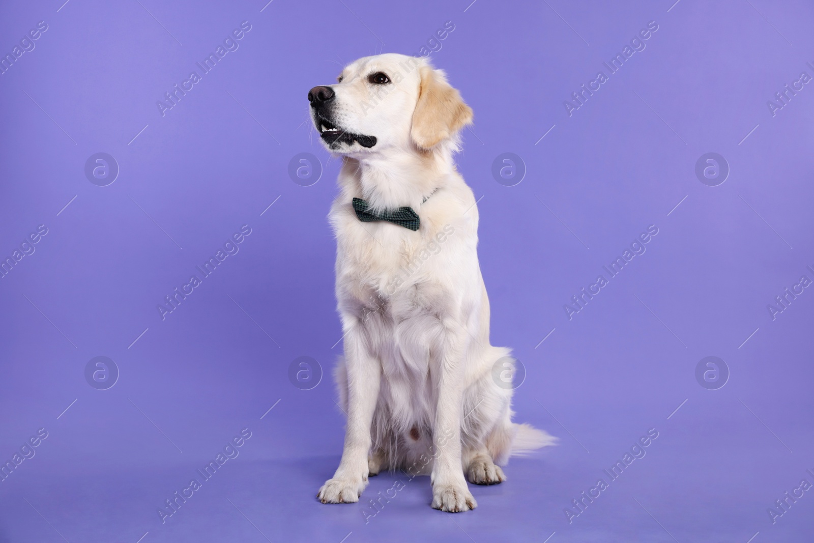 Photo of Cute Labrador Retriever with stylish bow tie on purple background