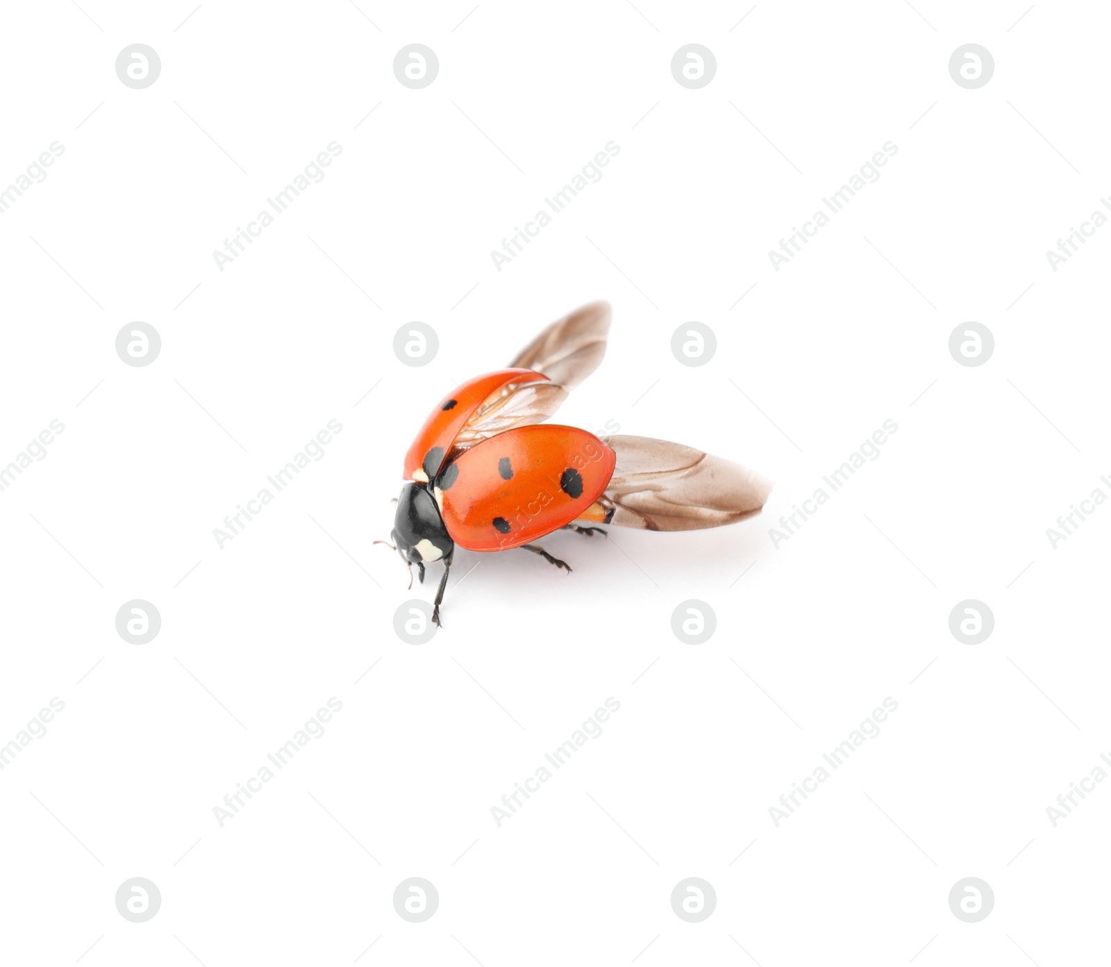 Photo of One beautiful red ladybug isolated on white