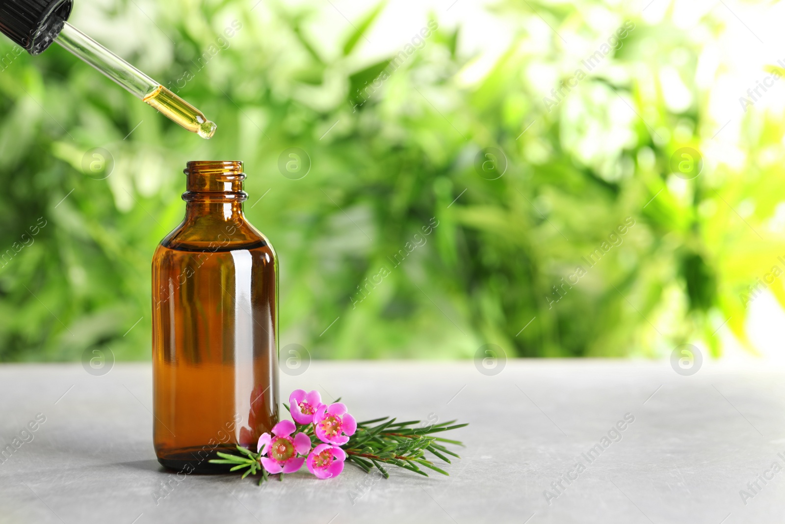 Photo of Dripping natural essential oil into bottle near tea tree branch on table, space for text