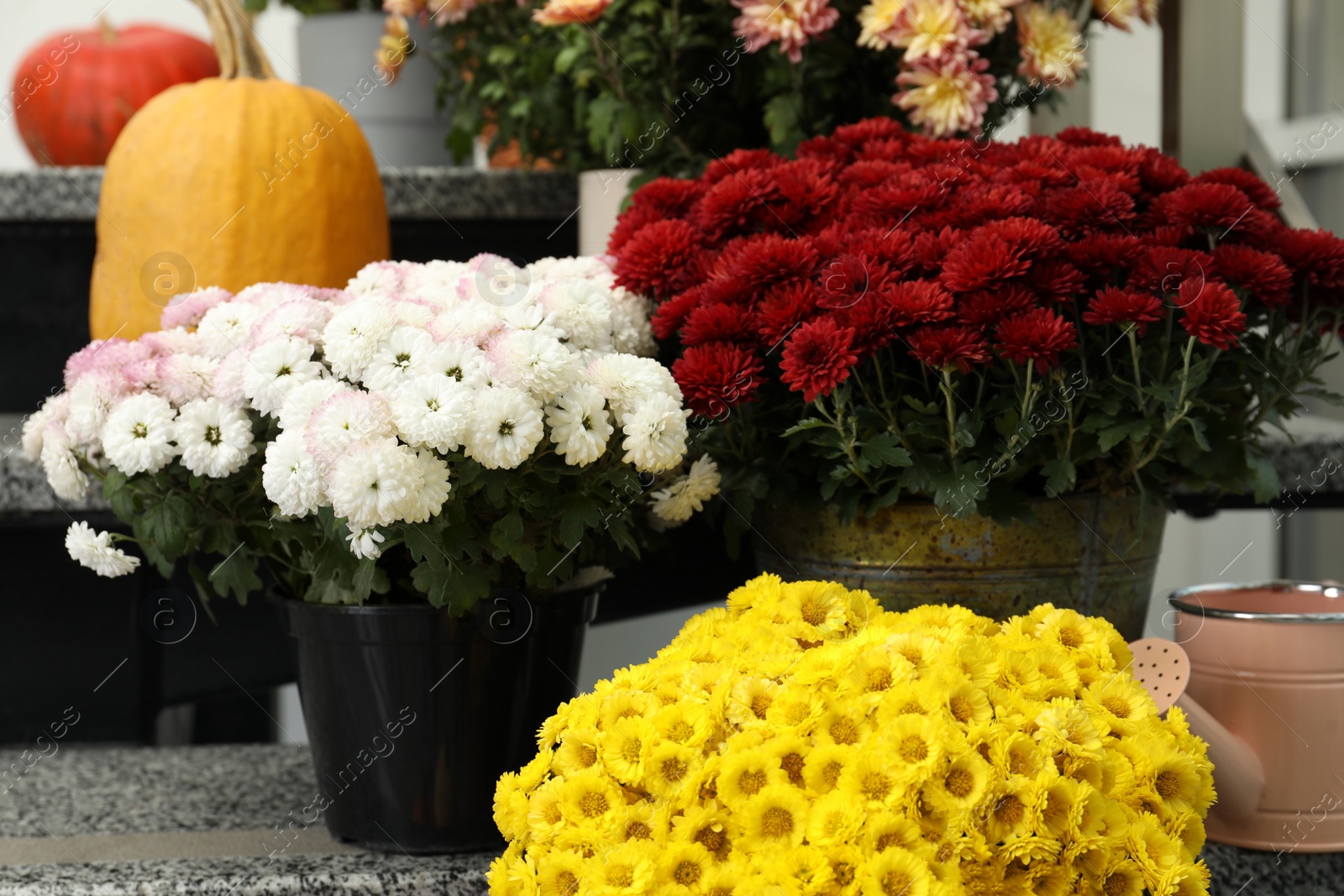 Photo of Many fresh chrysanthemum flowers in pots and pumpkins on stairs indoors