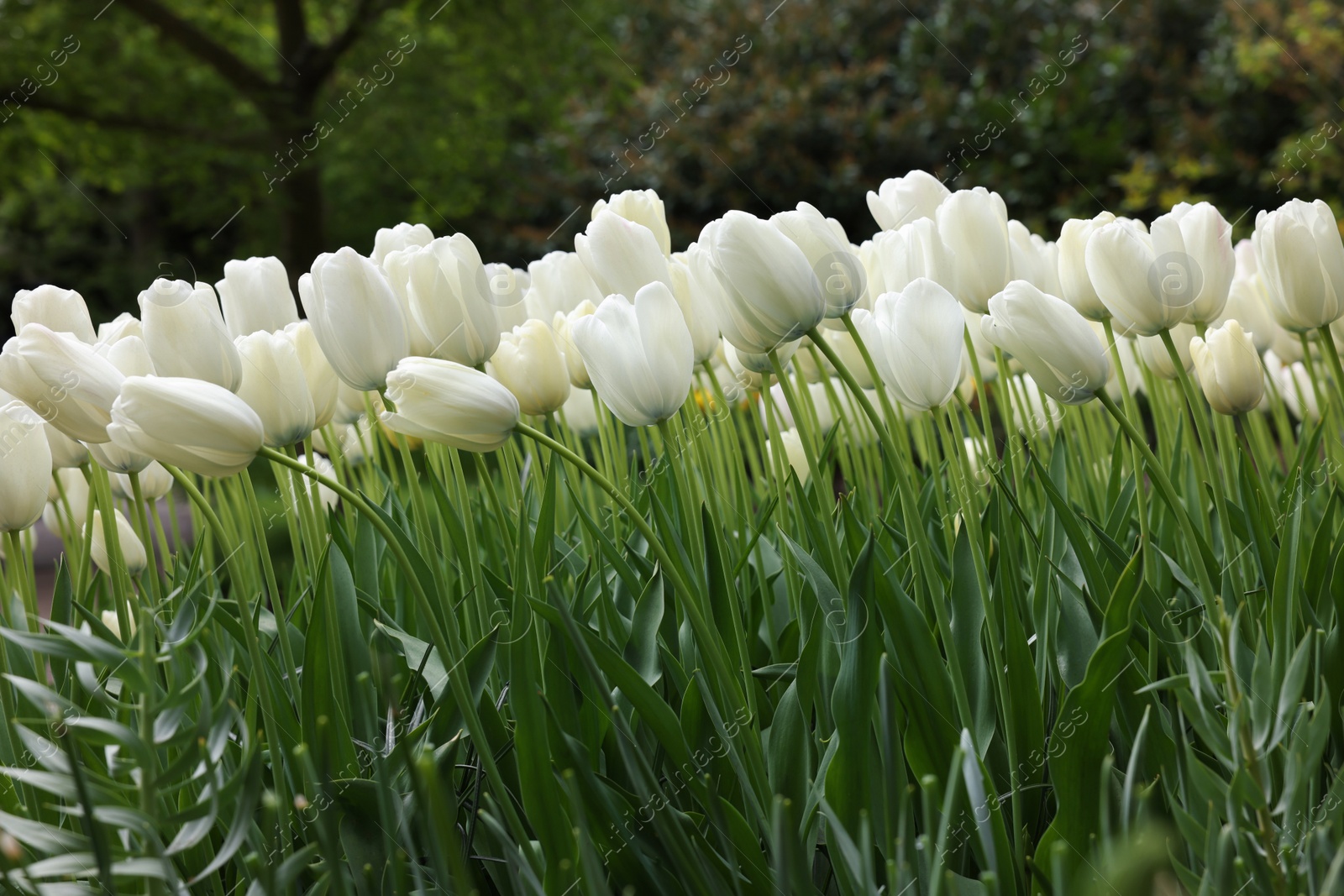 Photo of Many beautiful white tulip flowers growing outdoors. Spring season