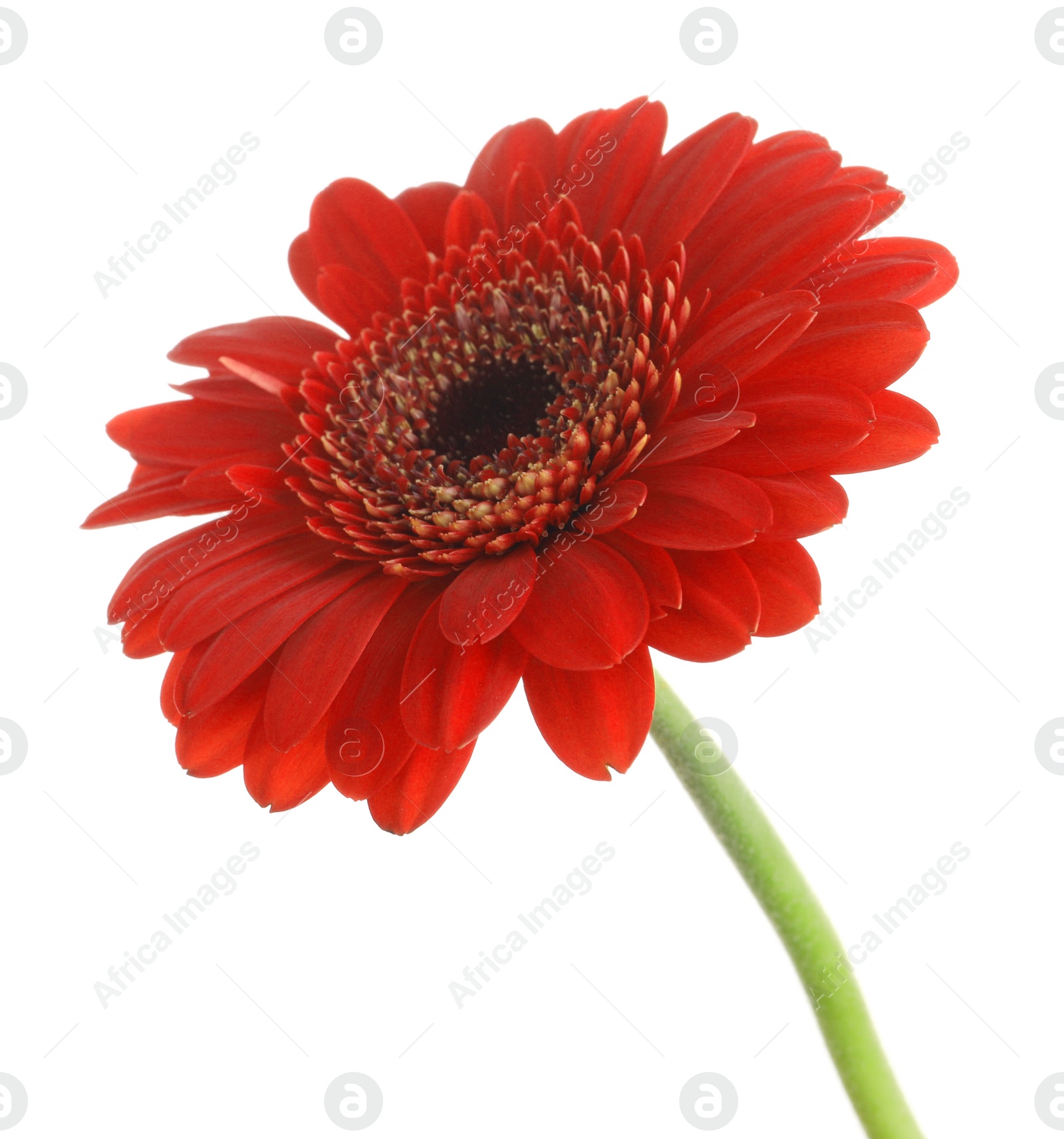 Photo of Beautiful red gerbera flower on white background