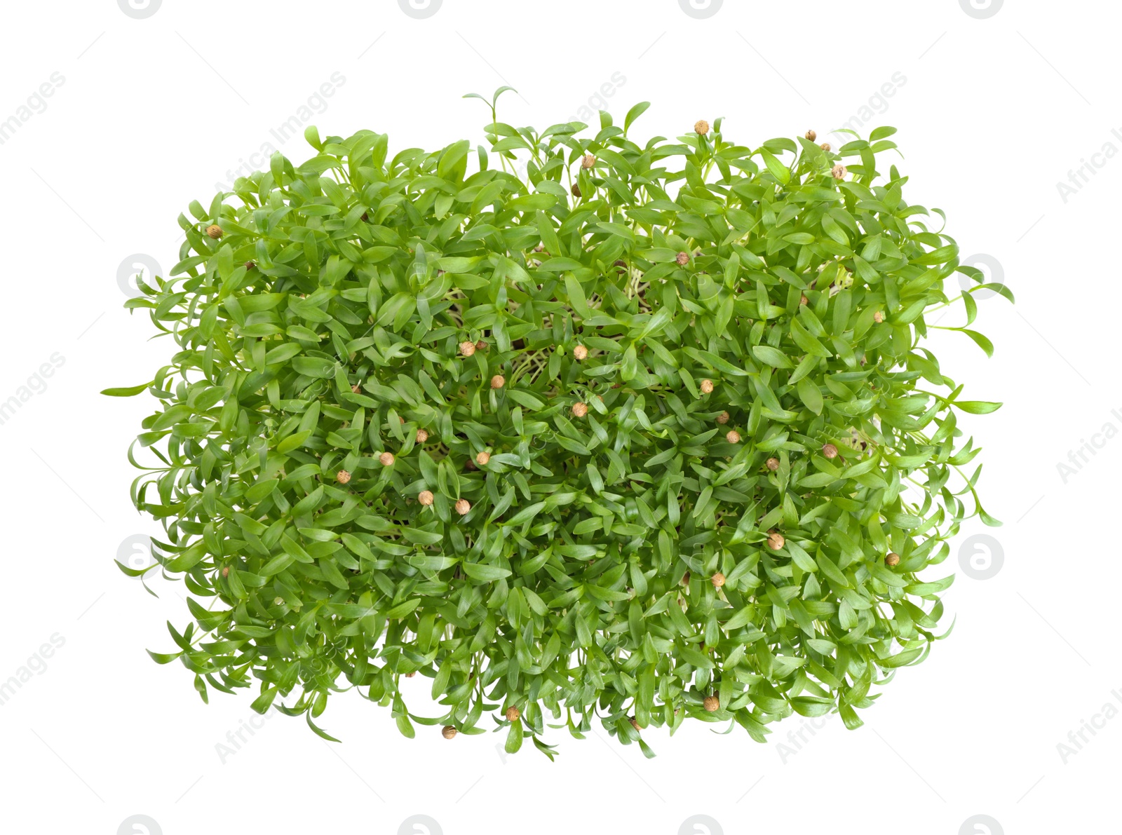 Photo of Fresh organic microgreen on white background, top view