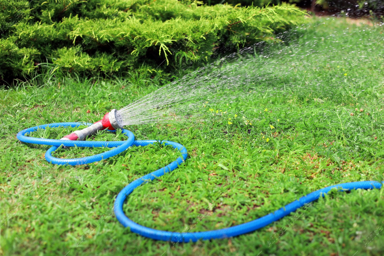 Photo of Water spraying from hose on green grass outdoors