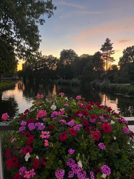 Photo of Scenic view of beautiful petunia flowers on bridge over canal at sunset